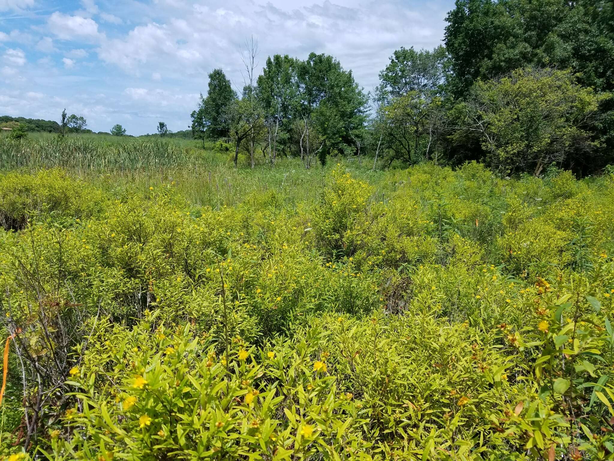 Image of shrubby St. Johnswort