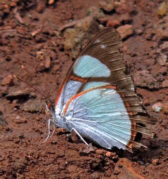 Image of Pyrrhogyra neaerea Linnaeus 1758