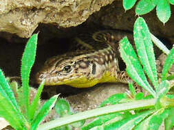 Image of Anatolian Lizard