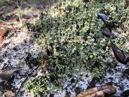 Imagem de Cladonia rappii A. Evans