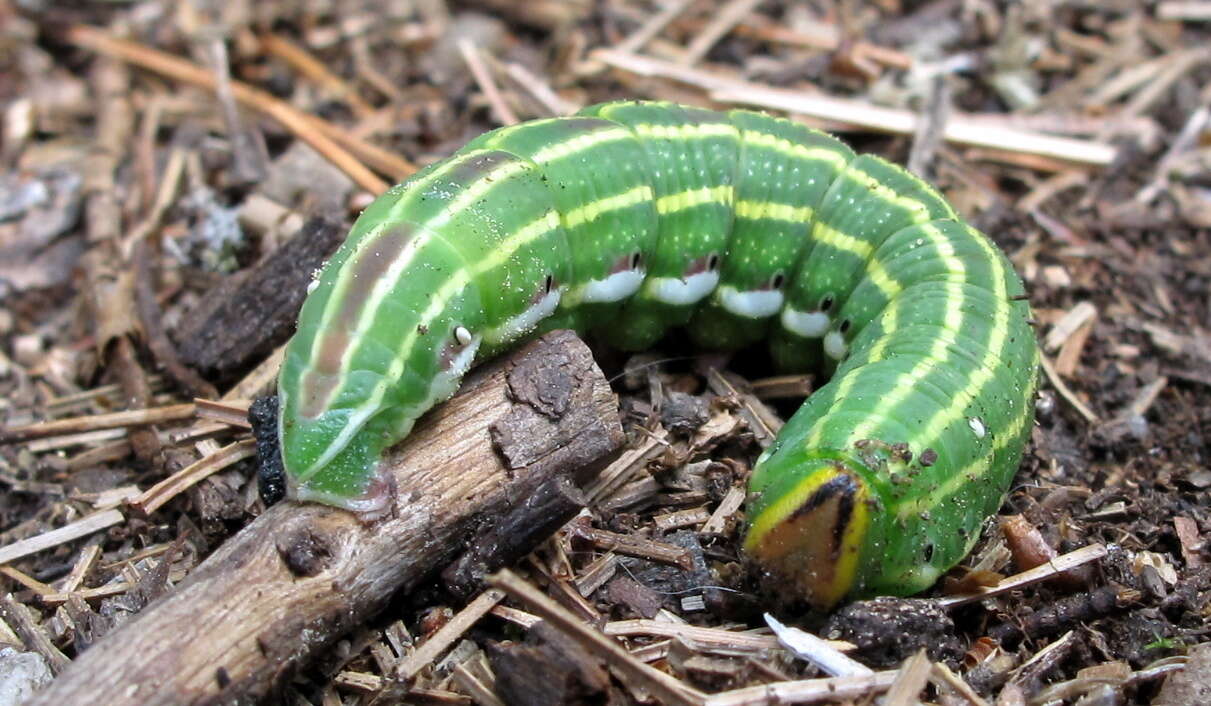 Image of Northern Pine Sphinx