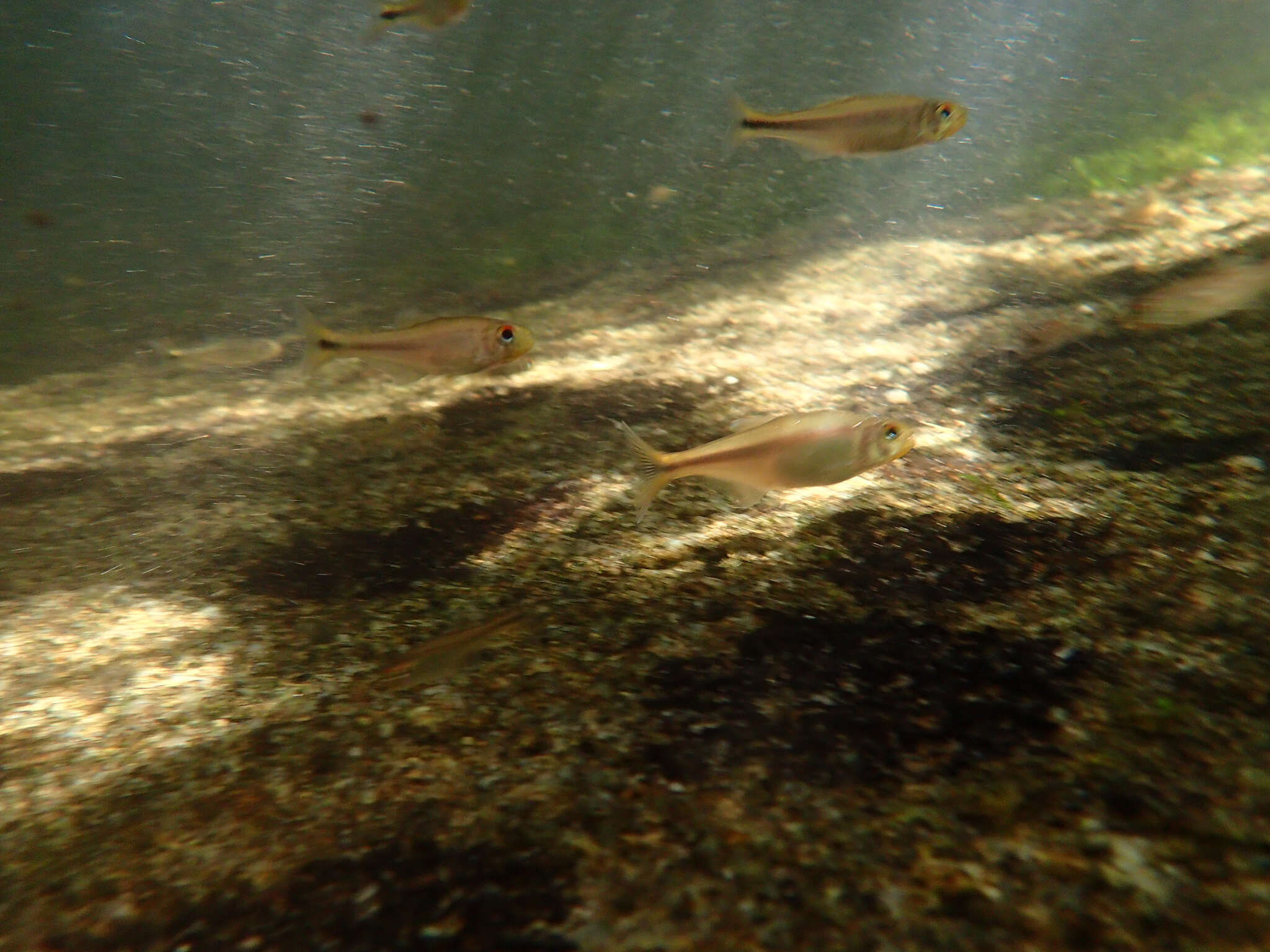 Image of Bryconamericus guyanensis Zarske, Le Bail & Géry 2010