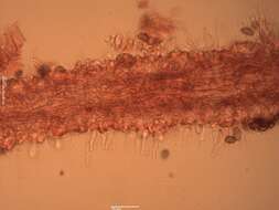 Plancia ëd Psilocybe aztecorum R. Heim 1957