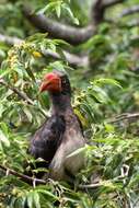 Image of Crowned Hornbill