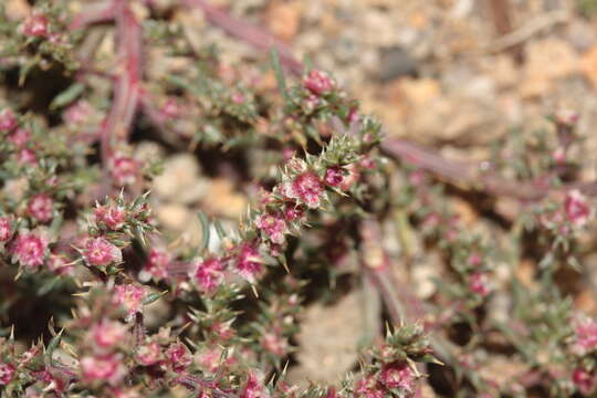 Image of barbwire Russian thistle