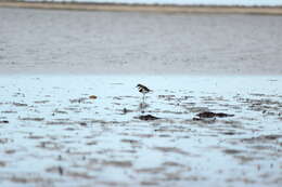 Charadrius bicinctus Jardine & Selby 1827 resmi