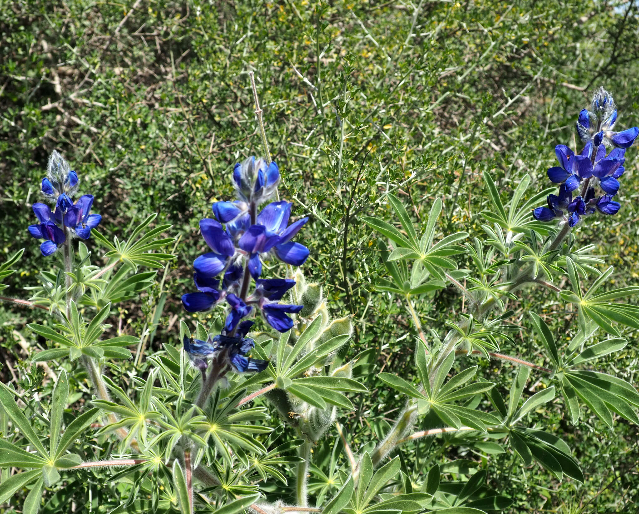 Image of blue lupine