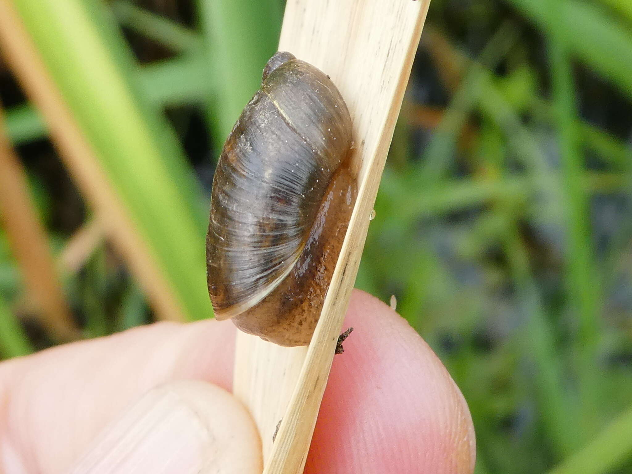 Image of pfeifers amber snail