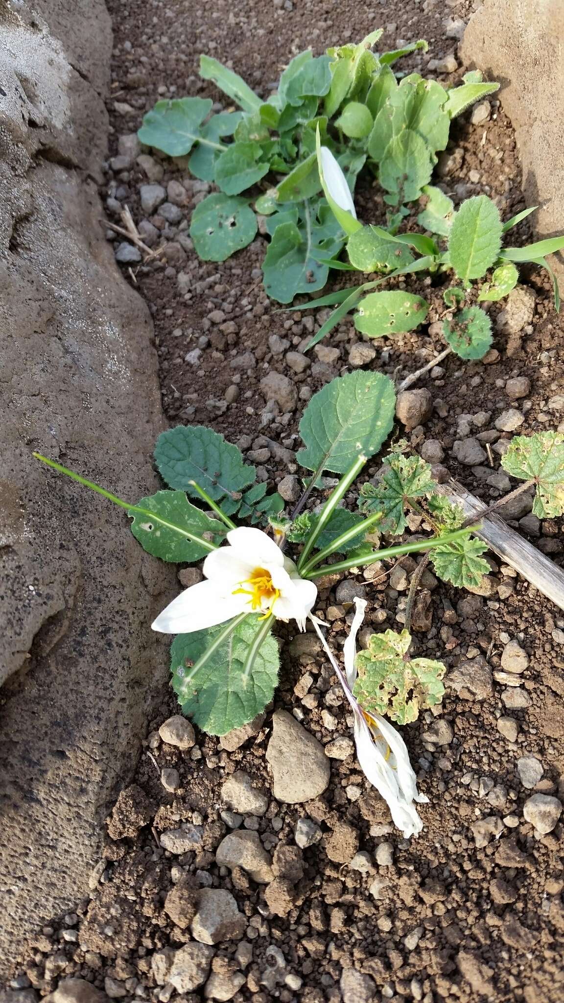 Image of Crocus aleppicus Baker