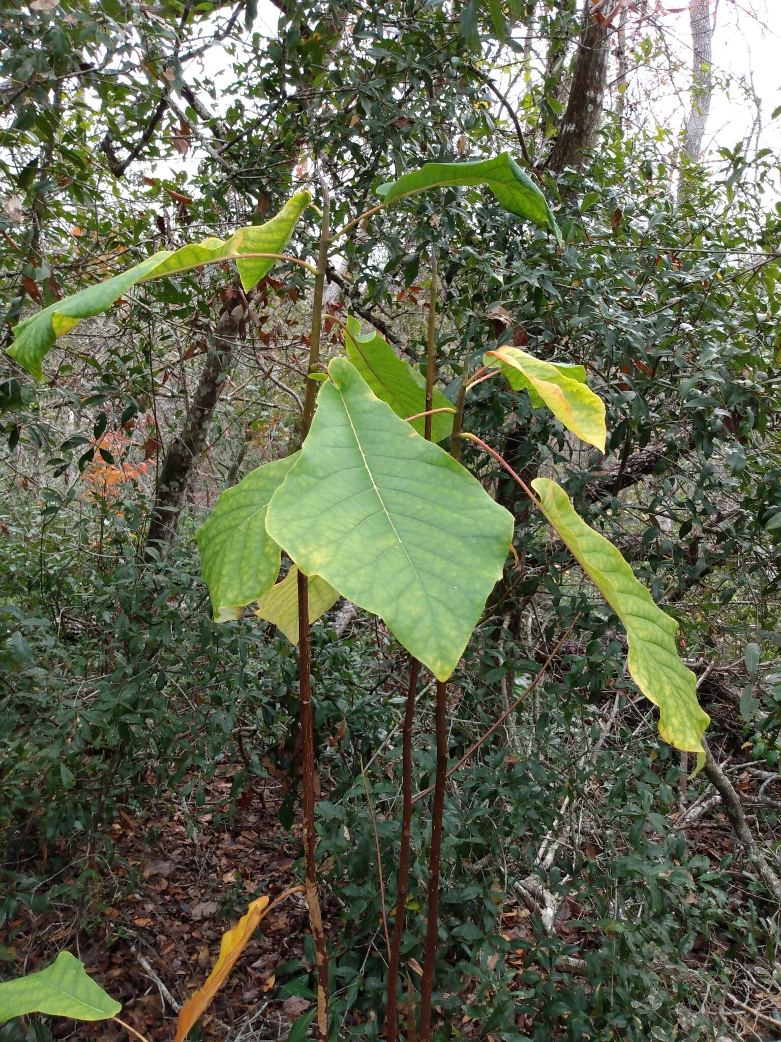 Image of pyramid magnolia