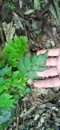 Image of diamond maidenhair