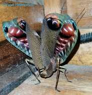 Image of Peacock katydid