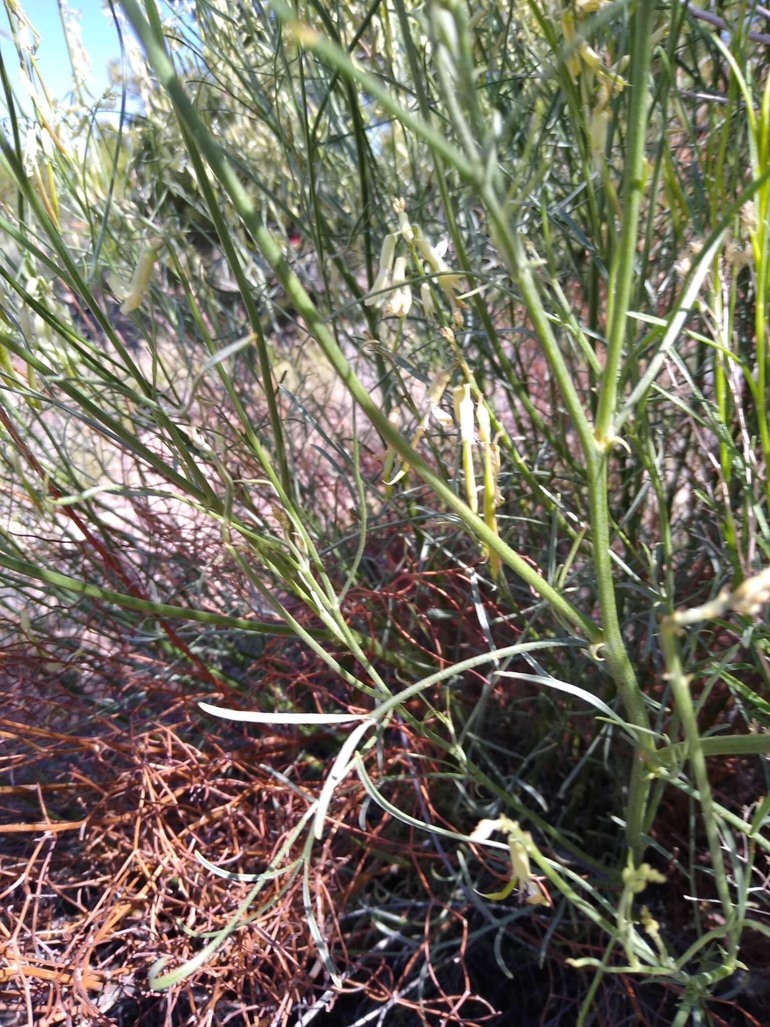 Sivun Astragalus lonchocarpus Torr. kuva