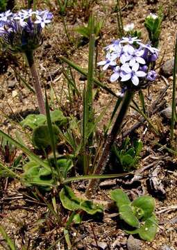 Image of Pentanisia prunelloides subsp. latifolia (Hochst.) Verdc.