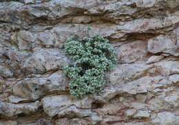 Image of Hooker's sandwort