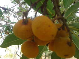 Imagem de Arbutus canariensis Duham.