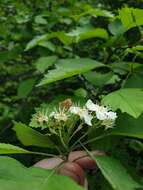 Sivun Crataegus chrysocarpa var. praecox (Sarg.) J. B. Phipps kuva