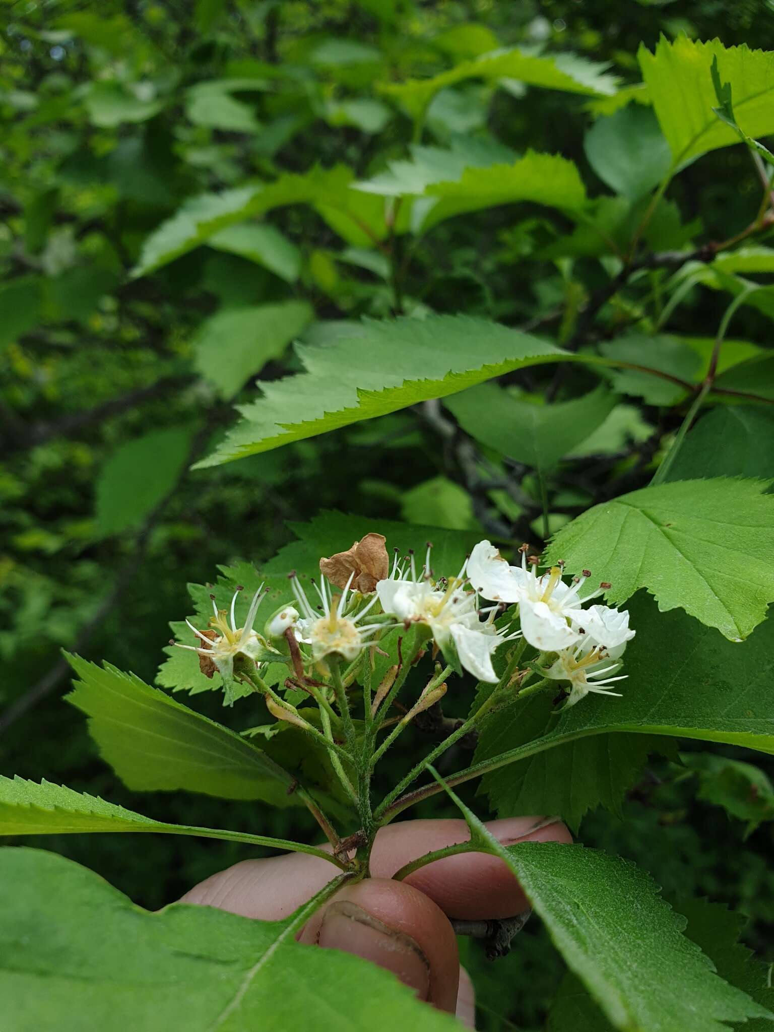 Imagem de Crataegus chrysocarpa var. praecox (Sarg.) J. B. Phipps