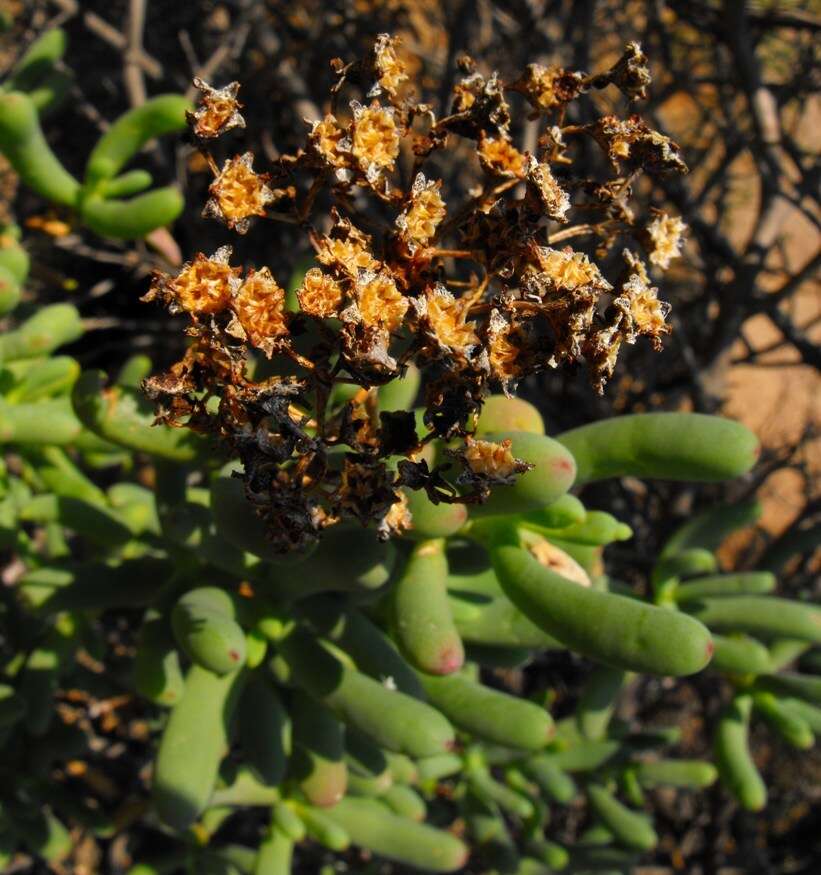 Imagem de Stoeberia arborea E. van Jaarsveld