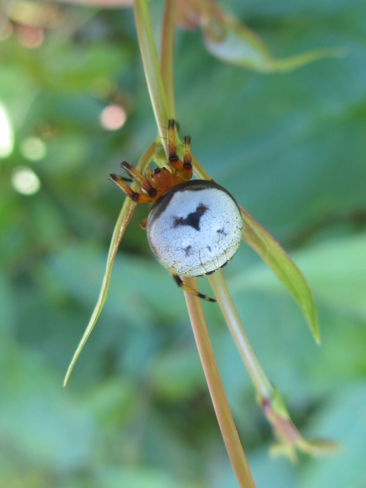 Image of Bijoaraneus komachi Tanikawa, Yamasaki & Petcharad 2021