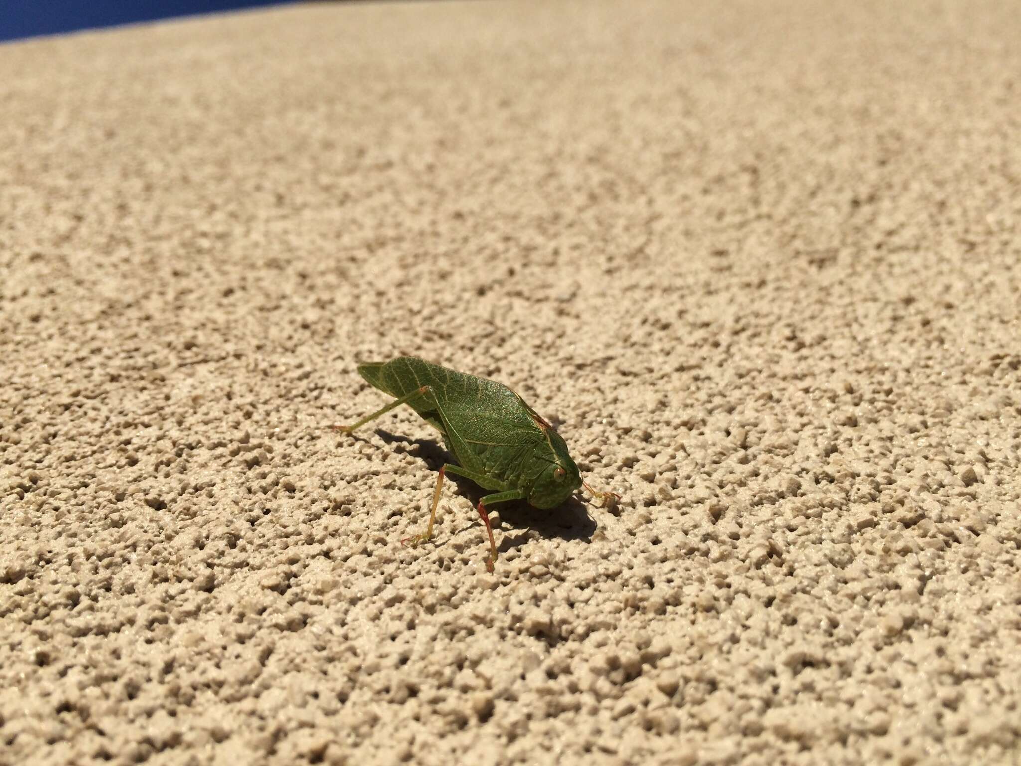 Image of California Angle-wing Katydid