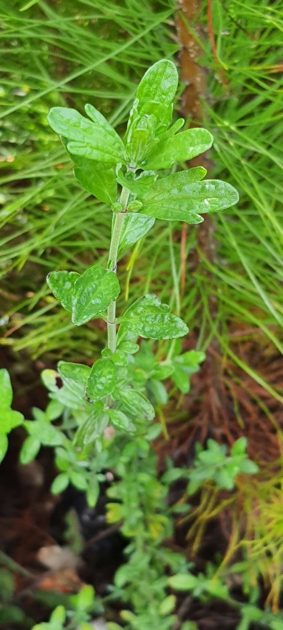 Image of Teucrium bicolor Sm.