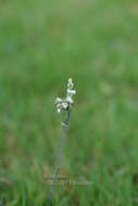 Image of Spiranthes hongkongensis S. Y. Hu & Barretto