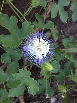 Image of Arizona Passion-Flower