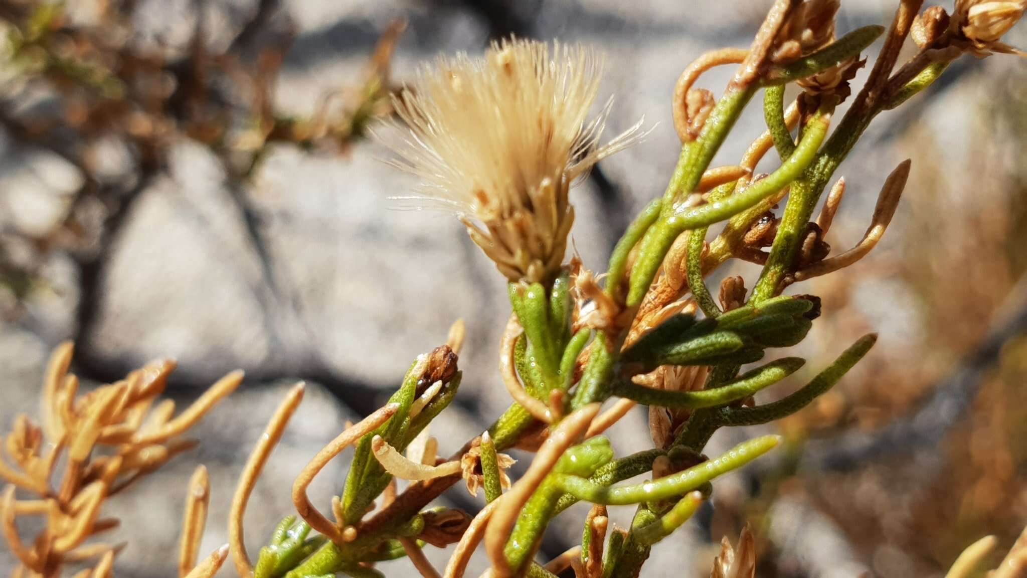 Ericameria teretifolia (Dur. & Hilg.) Jepson resmi