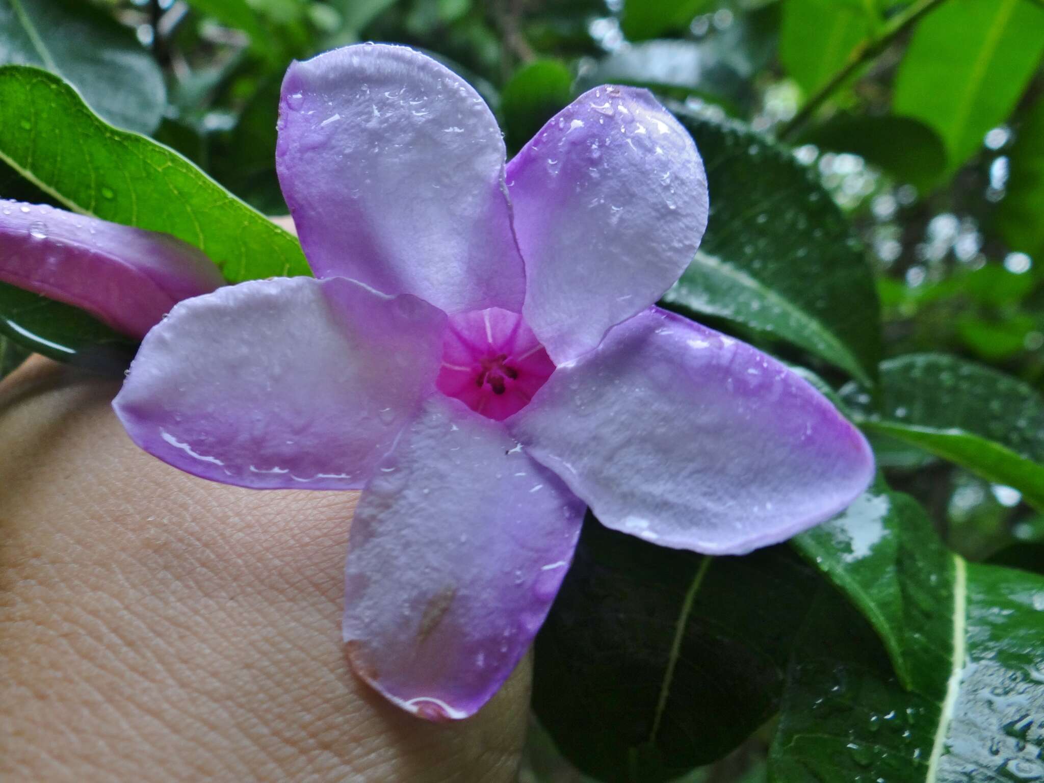 Cryptostegia madagascariensis Boj. resmi