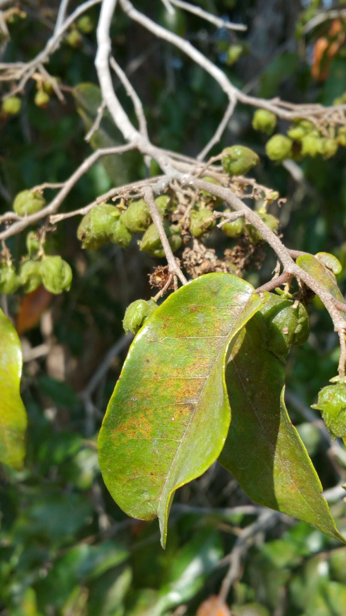 Image of Schizolaena parviflora (F. Gérard) H. Perrier