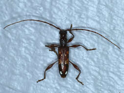 Image of Coptocercus biguttatus (Donovan 1805)