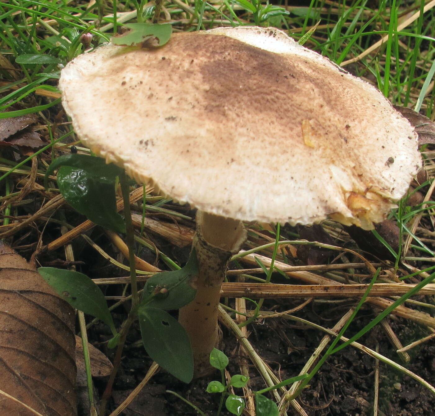 Image of Leucocoprinus brunnescens (Peck) Pegler 1983