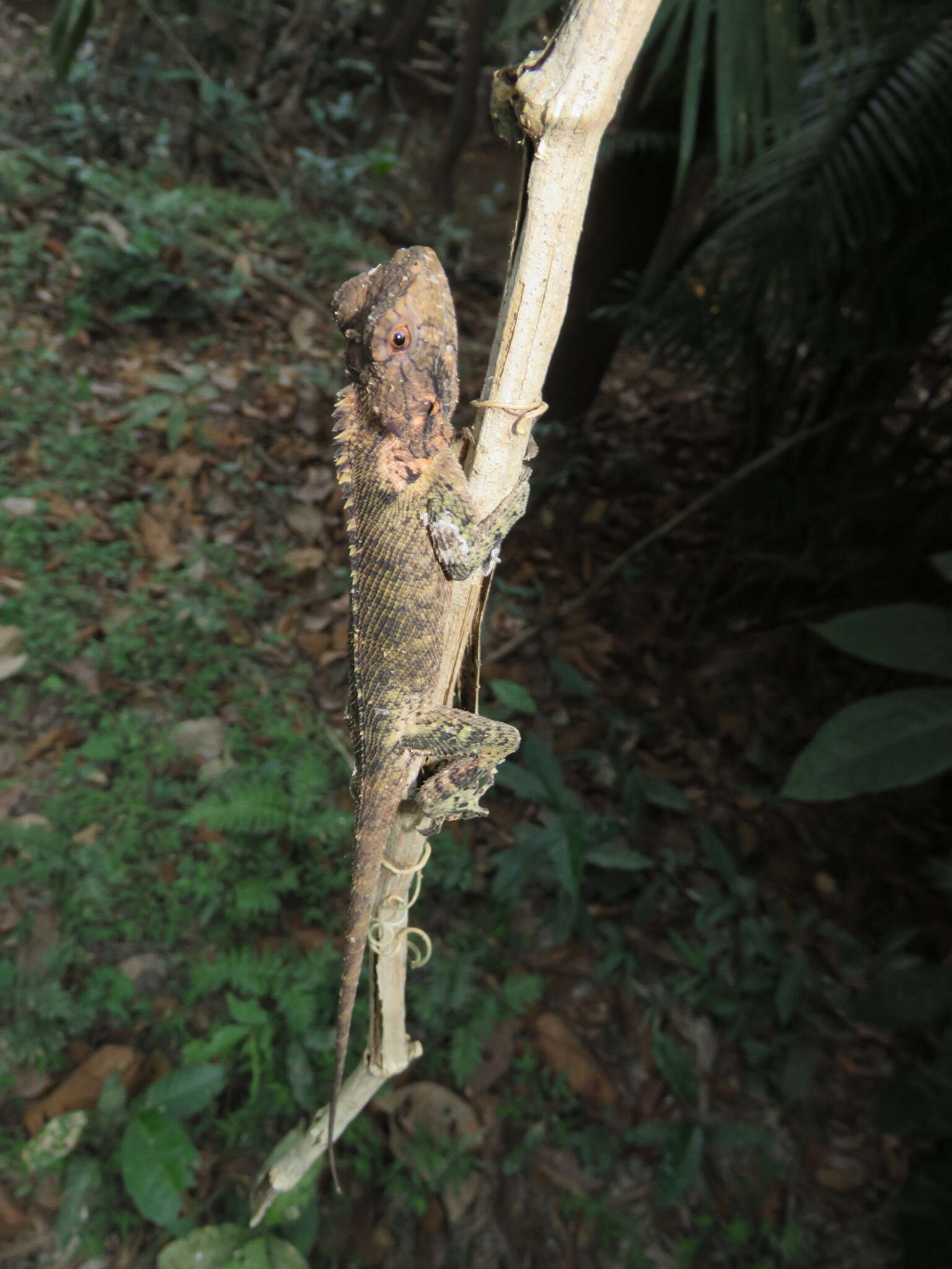 Image of Harlequin racerunner