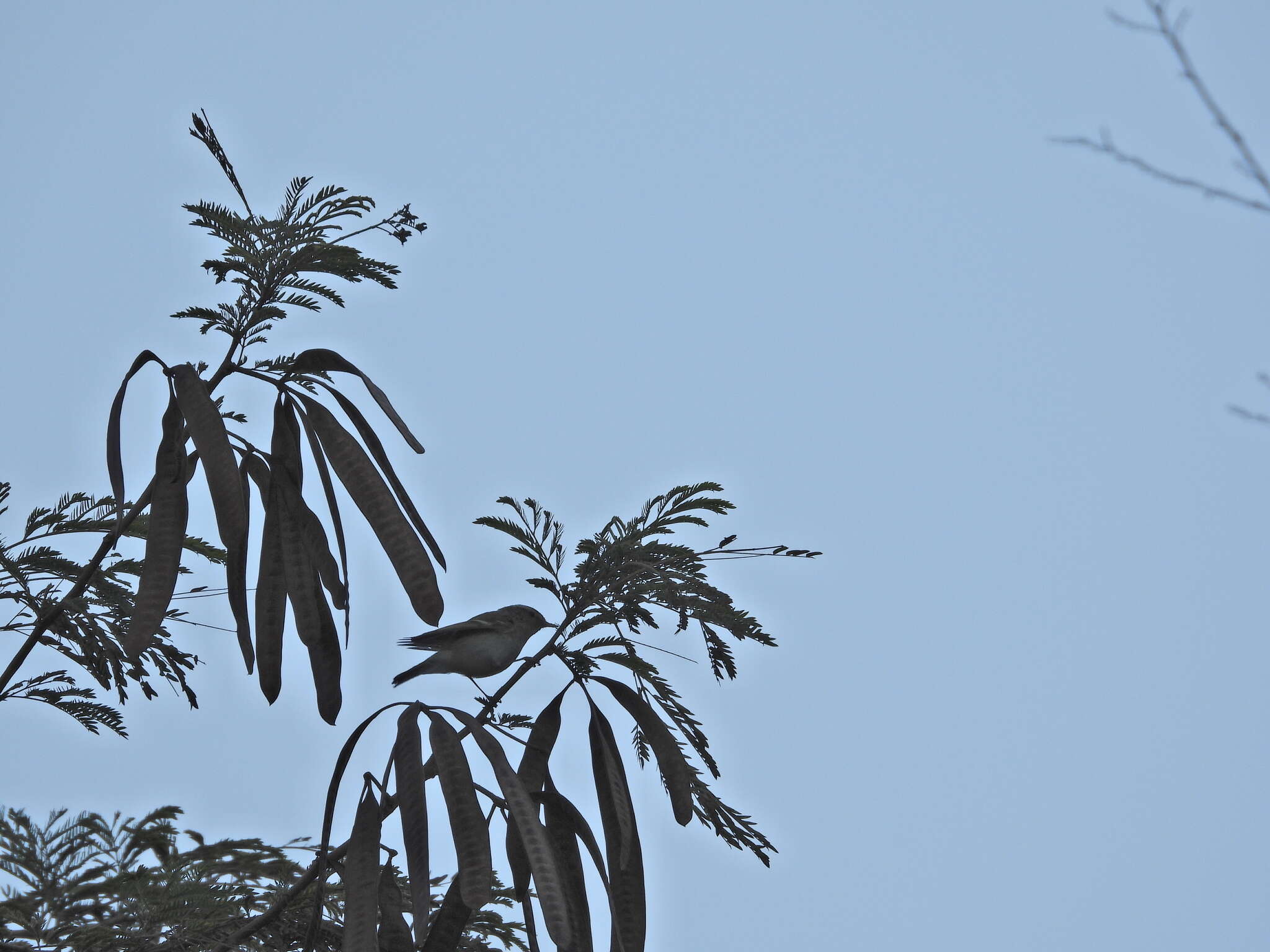 Image of Grey-legged Leaf-Warbler