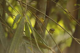 Image of Yellow-bellied Warbler