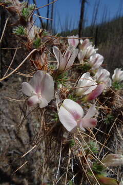 Plancia ëd Caragana jubata (Pall.) Poir.