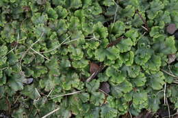 Image de Marchantia polymorpha subsp. ruderalis Bischl. & Boissel.-Dub.