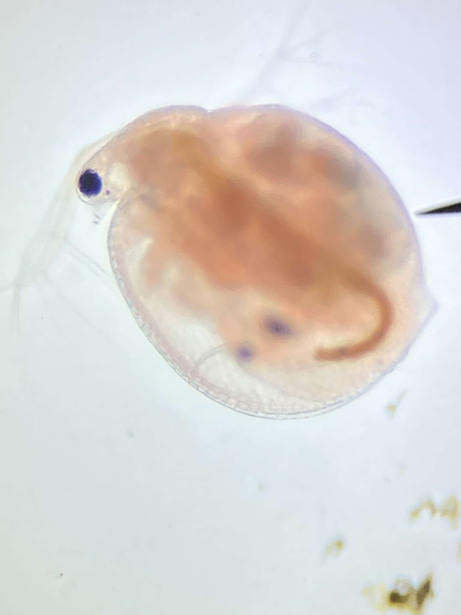 Image of Ceriodaphnia laticaudata P. E. Müller 1867