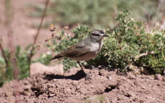 Image of Black-fronted Ground Tyrant