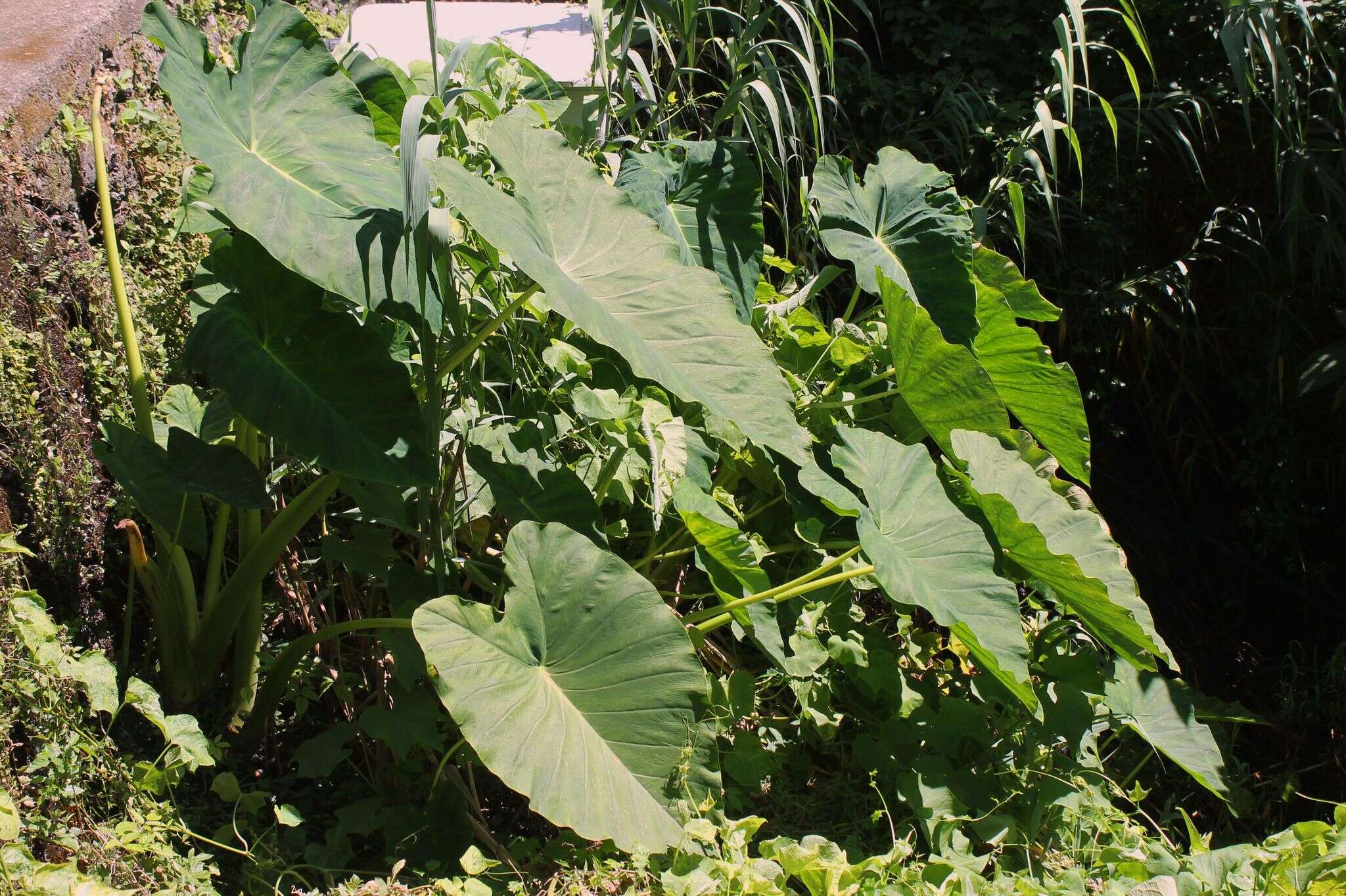 Image de Colocasia esculenta (L.) Schott