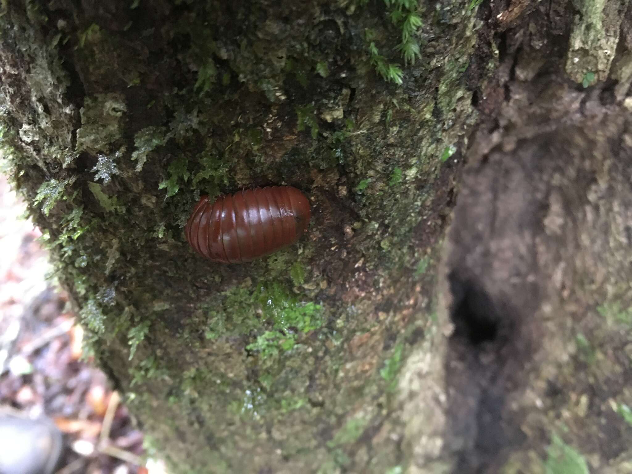 Image of Zoosphaerium ambrense Wesener 2009