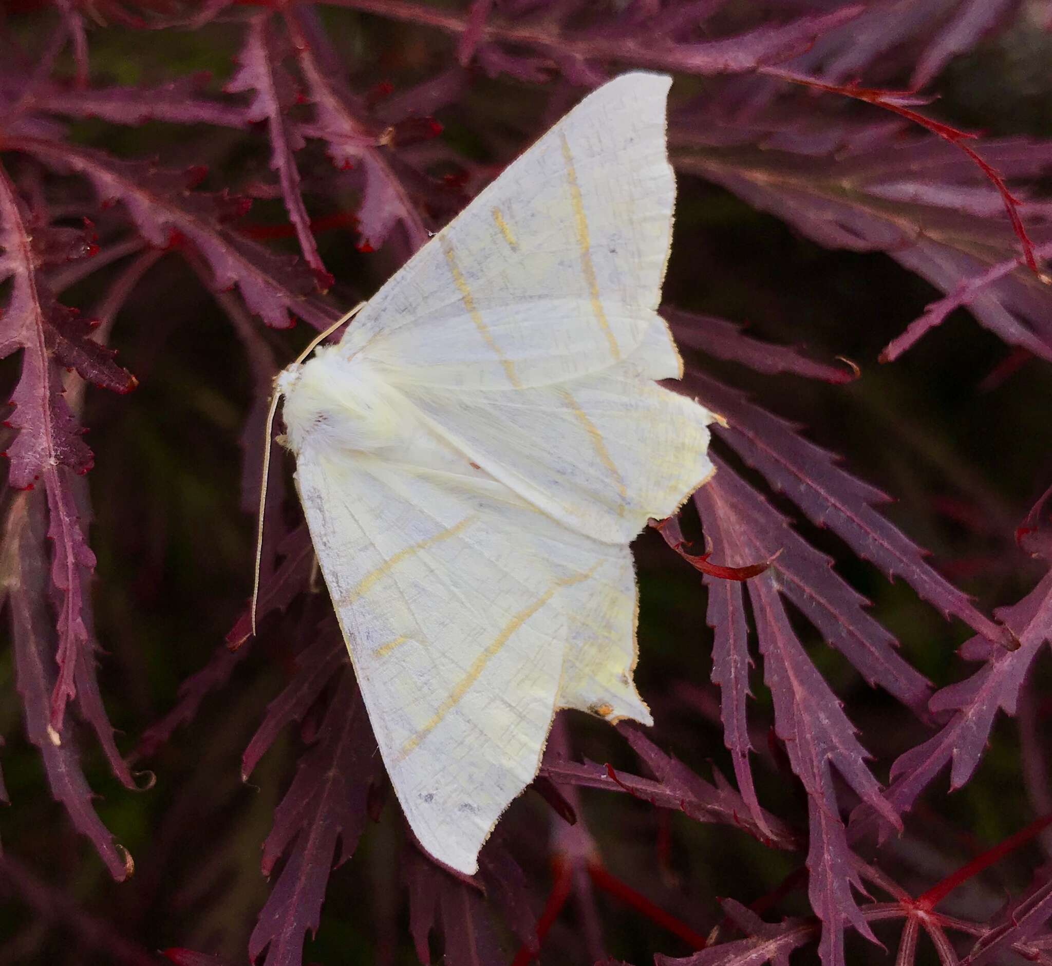 Image of swallow-tailed moth