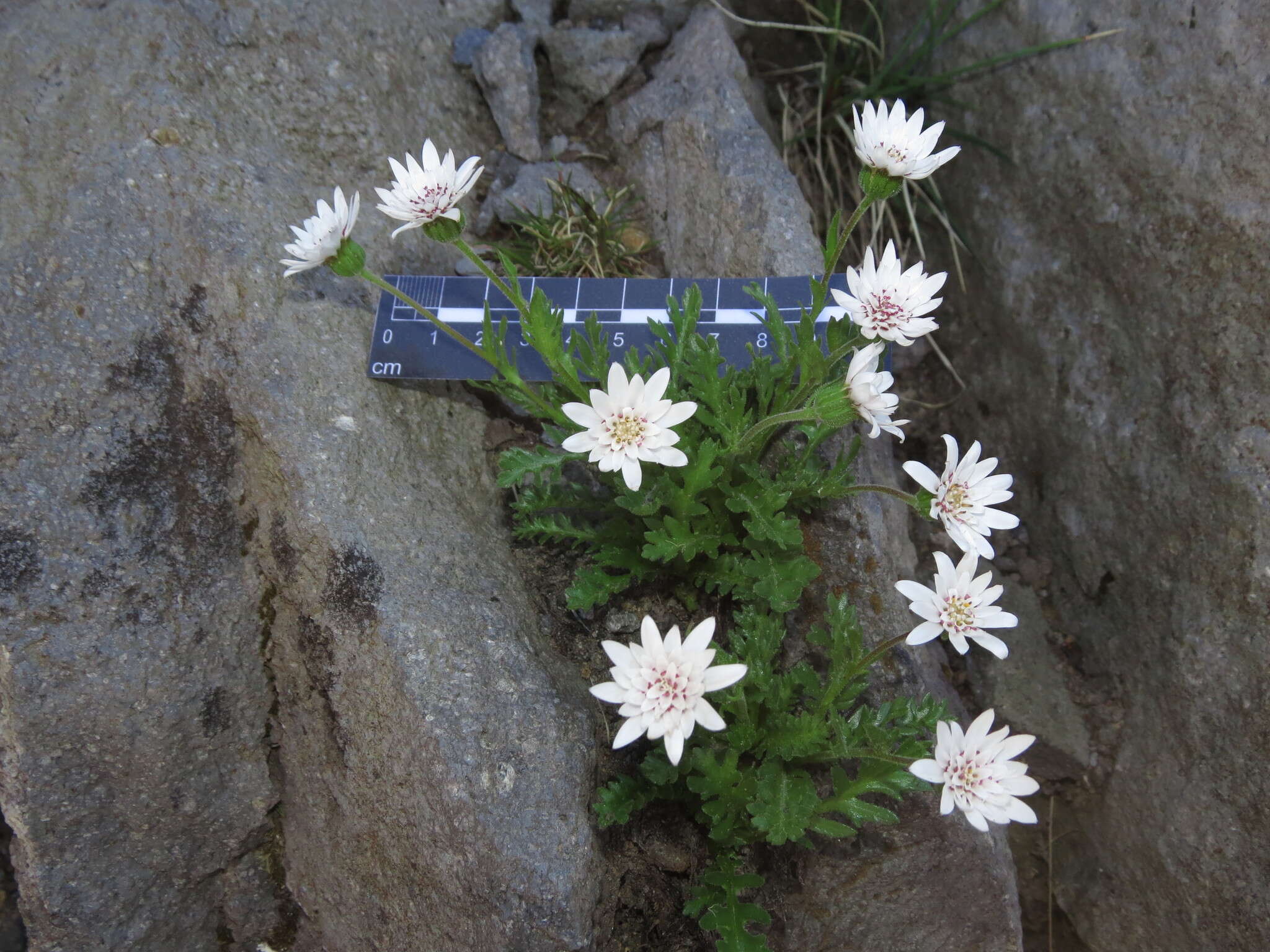 Leucheria papillosa Cabrera resmi