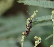 صورة Myrmecia fulvipes Roger 1861