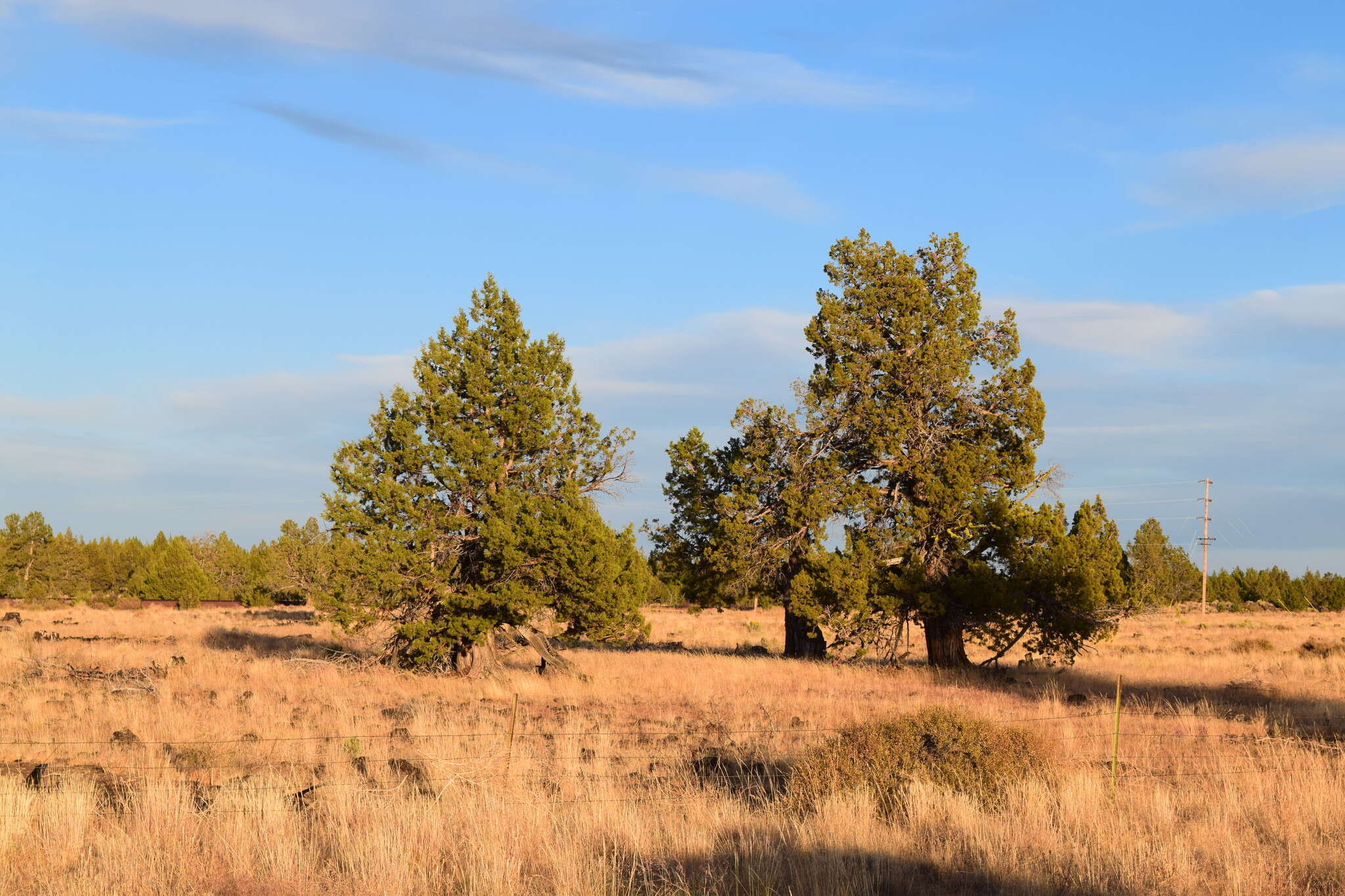 Imagem de Juniperus occidentalis Hook.