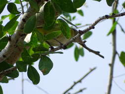 Слика од Vireo flavoviridis (Cassin 1851)