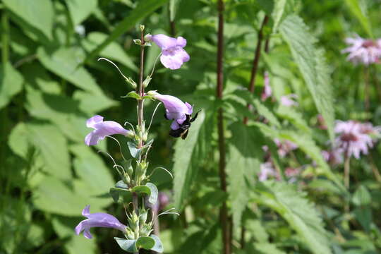 Image of Black and Gold Bumble bee