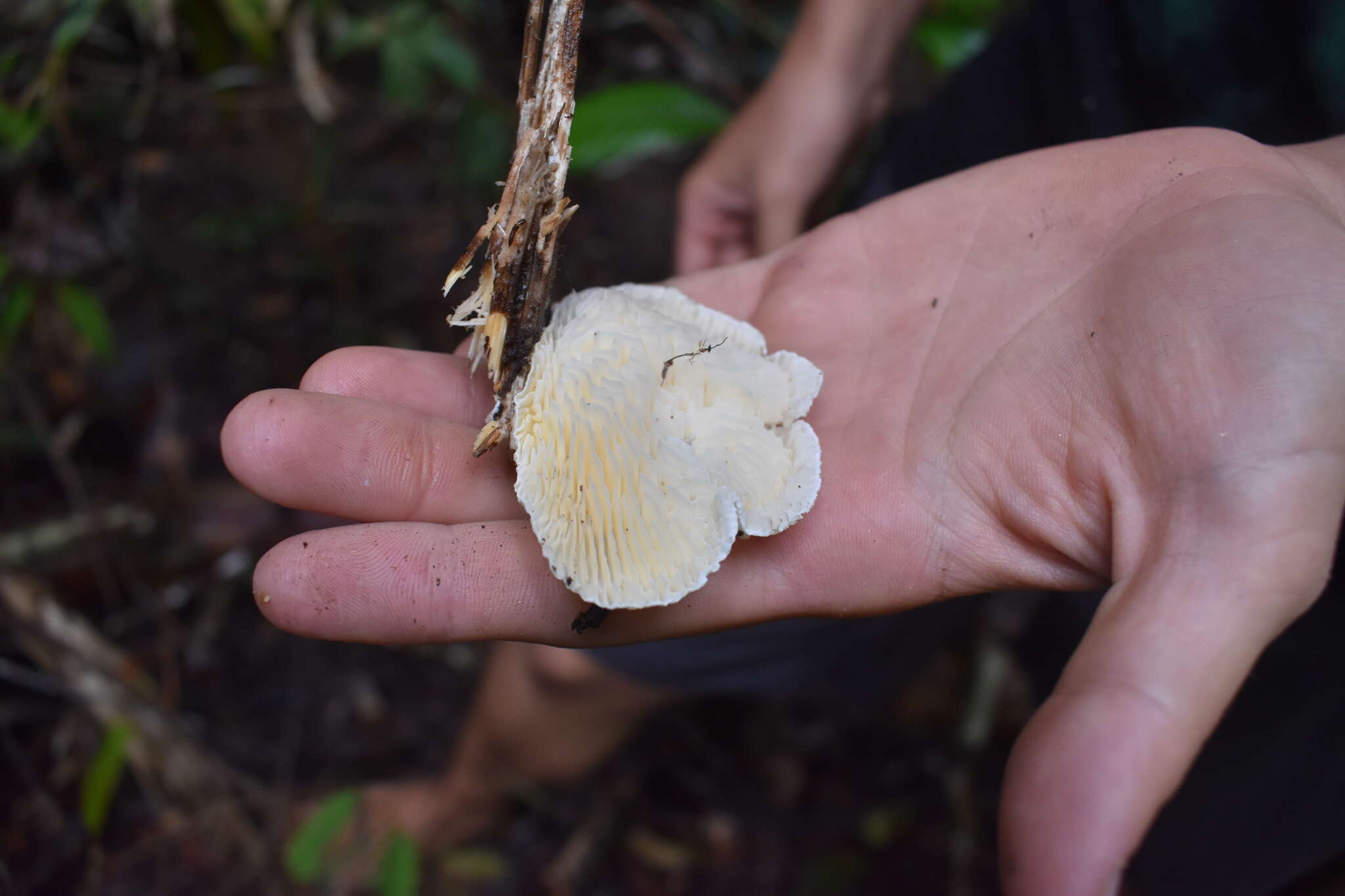 Image of Trametes vespacea (Pers.) Zmitr., Wasser & Ezhov 2012