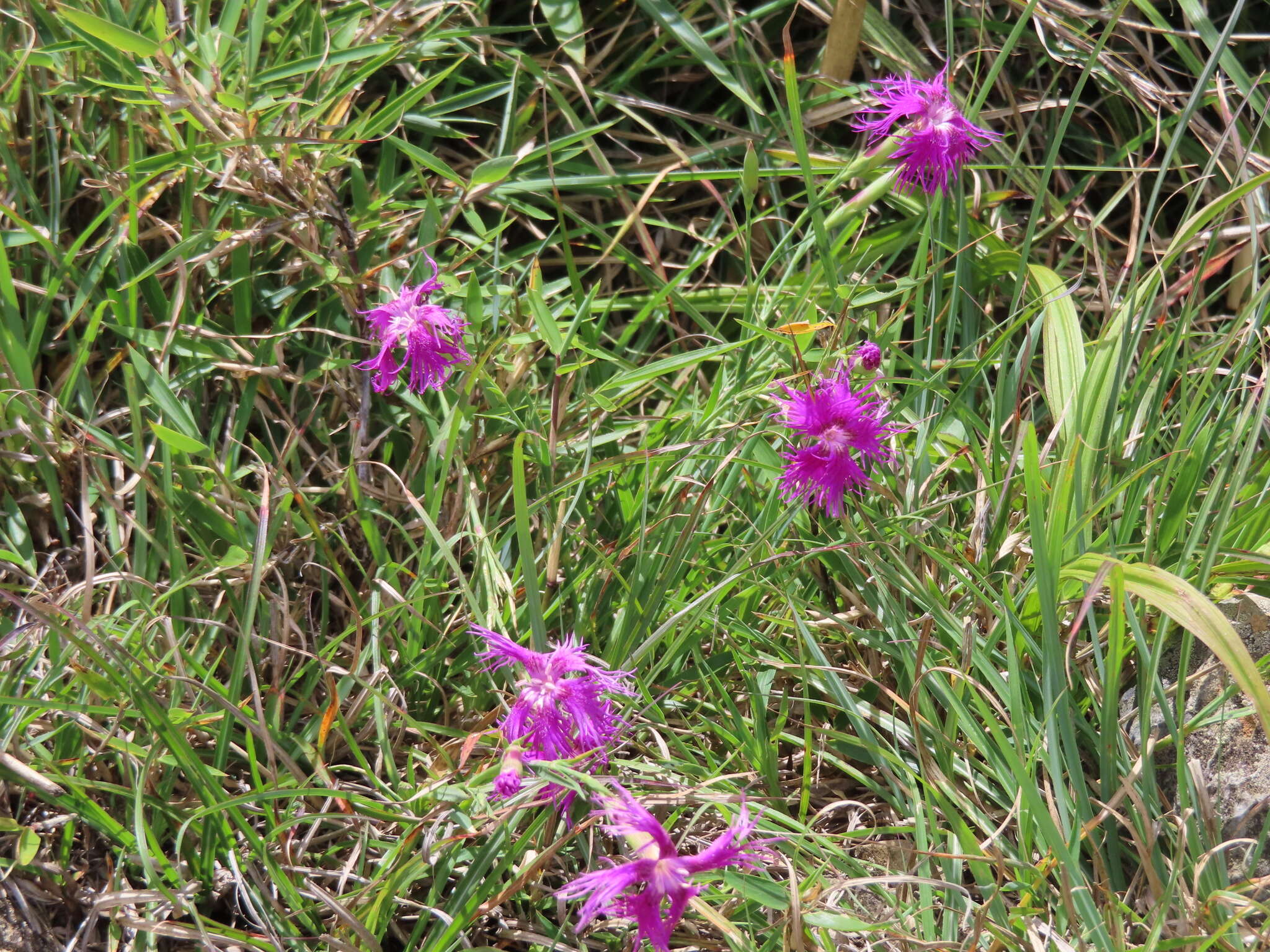 Image of Dianthus longicalyx Miq.